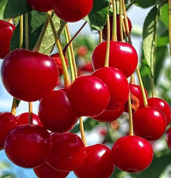 Черевишня